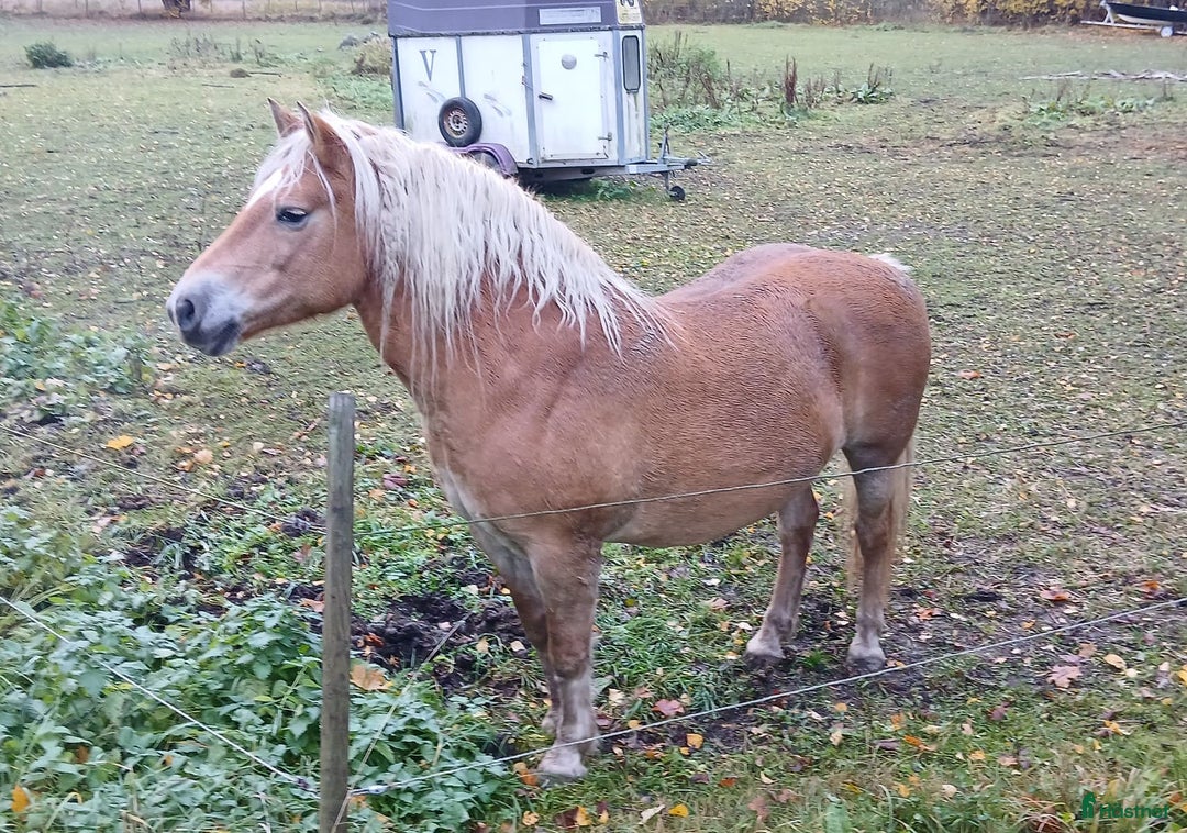Avelshästar hästar till salu: Haflinger diplomsto i Alunda - Annons 1