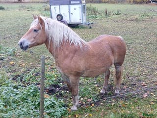 hästar Haflinger diplomsto i Alunda - Annons 6