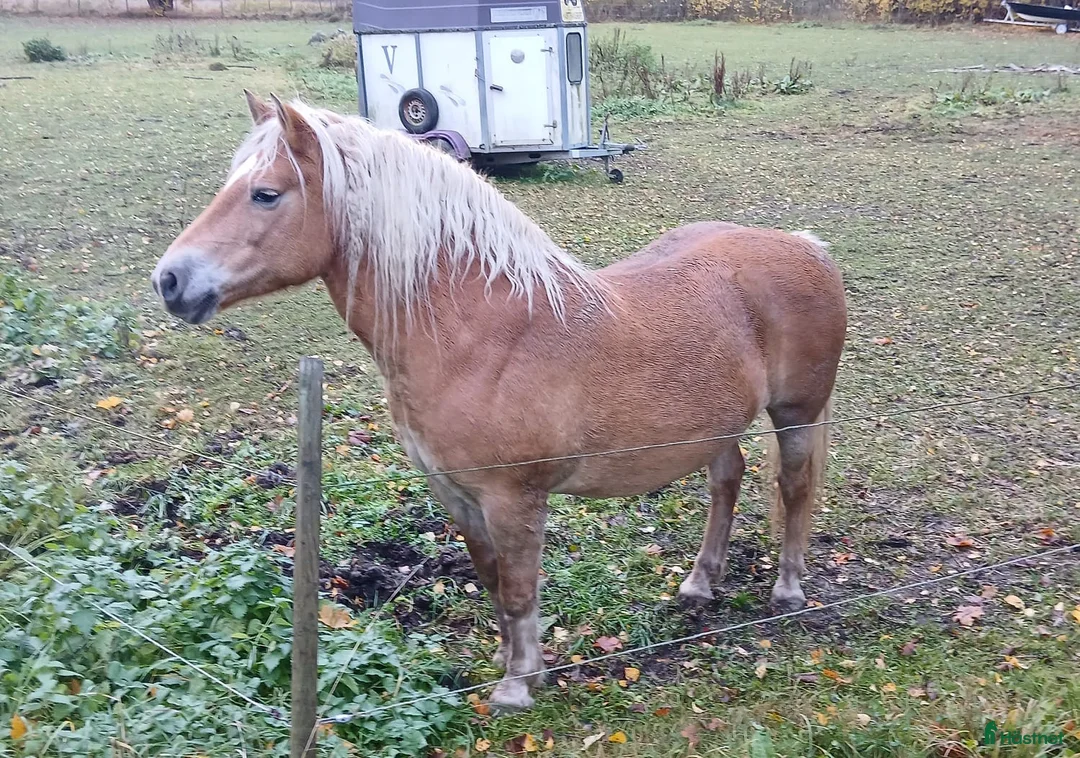 Avelshästar hästar till salu: Haflinger diplomsto - Annons 1
