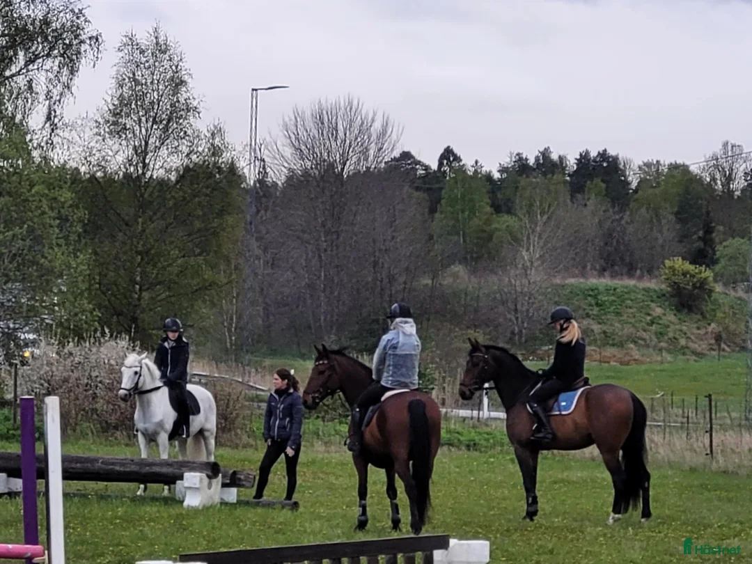  hästservice finnes: Sommarkurser 2026 - Annons 2