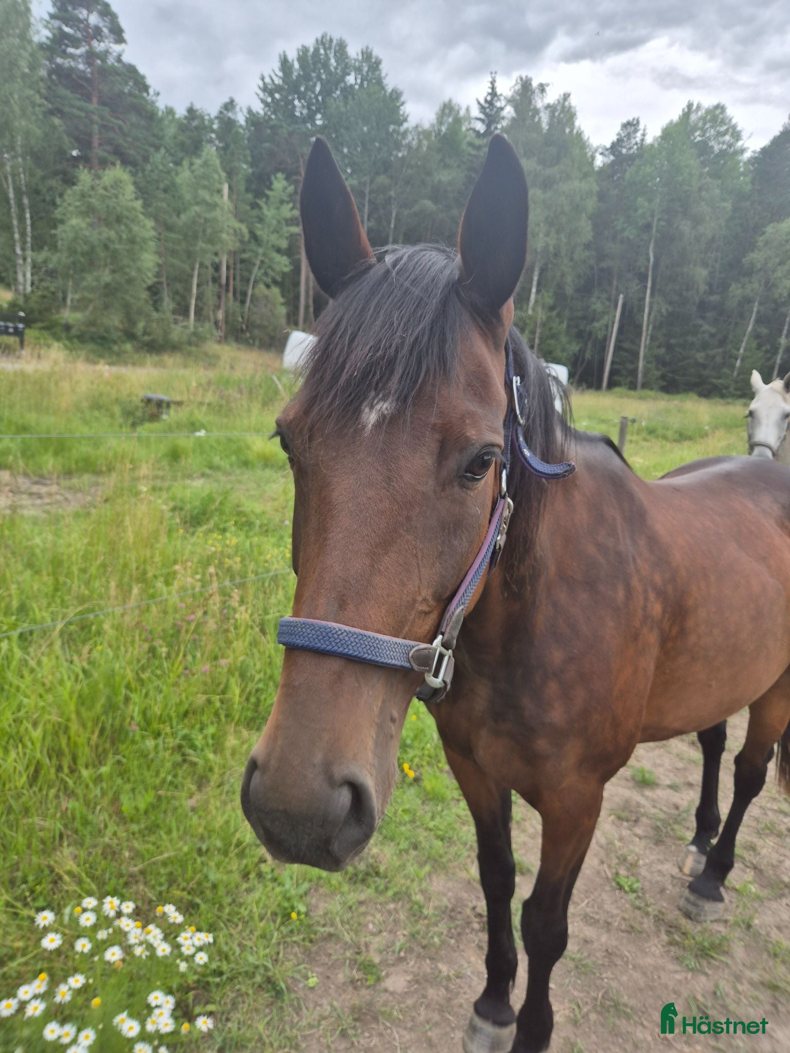  hästar Sto 10år säljes som sällskap - Annons 1