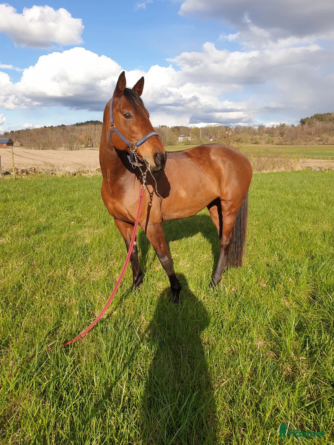 Allround hästar till salu: Vackert sto med stort hjärta  i Varberg - Annons 1