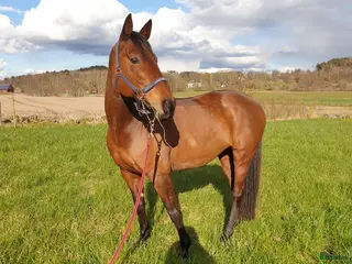 hästar Vackert sto med stort hjärta i Varberg - Annons 6