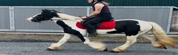 Allround hästar till salu: “Bombproof” 138cm mare - Annons 10