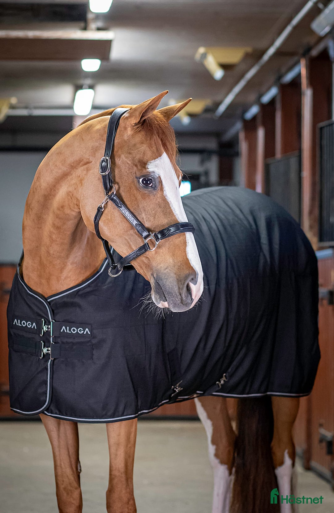 Allround hästar till salu: Välstammat sto med utstrålning  i Rimbo - Annons 3