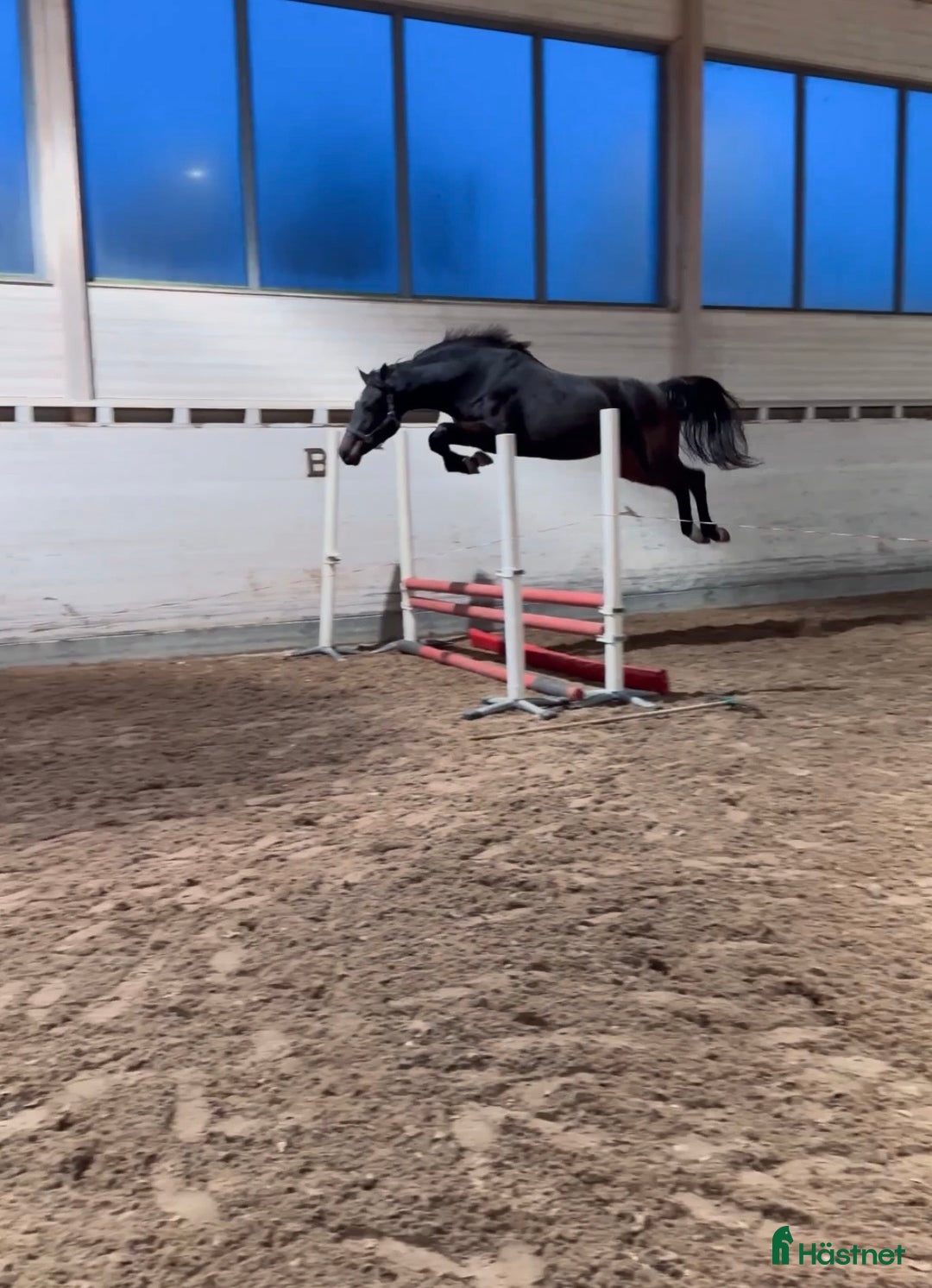 Hoppning hästar till salu: Talangfull unghäst ur prestationsmöderne i Skärholmen - Annons 1