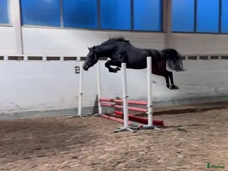 hästar Talangfull unghäst ur prestationsmöderne i Skärholmen - Annons 18