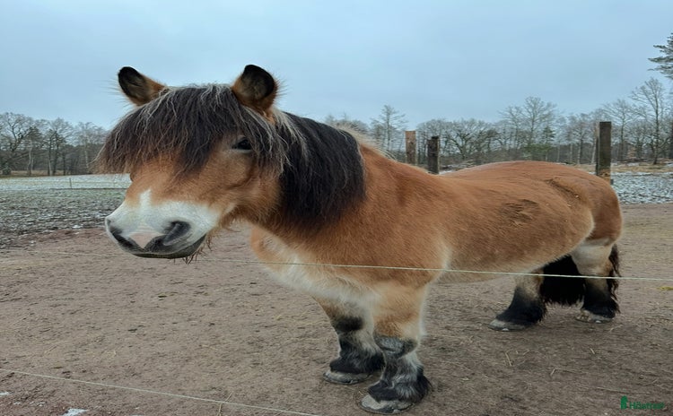  hästar i Borensberg - Annons 13