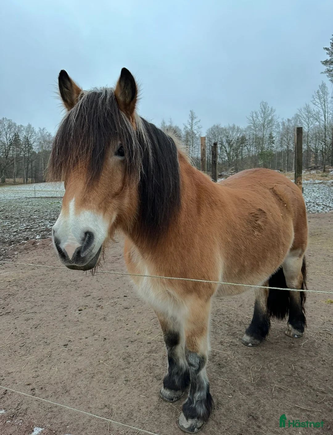 Allround hästar till salu: ✨ Intressekoll ✨ - Annons 1