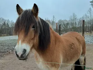 hästar ✨ Intressekoll ✨ - Annons 17