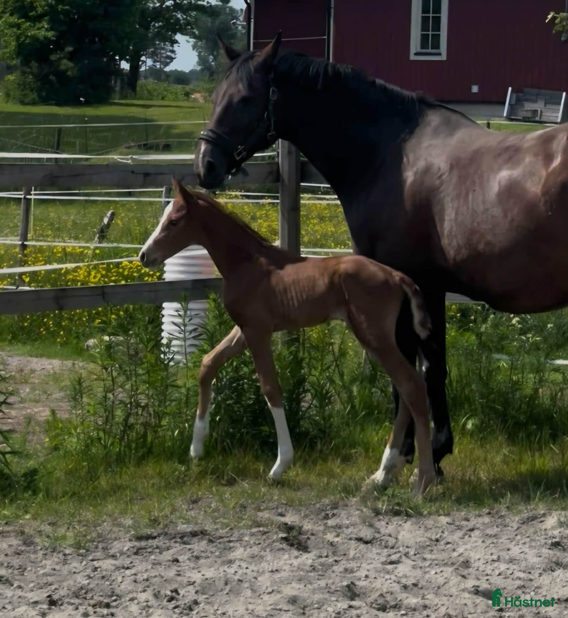  hästar Finaste julklappen! i Hammarö - Annons 2