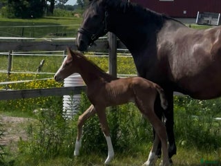 hästar Finaste julklappen! i Hammarö - Annons 8