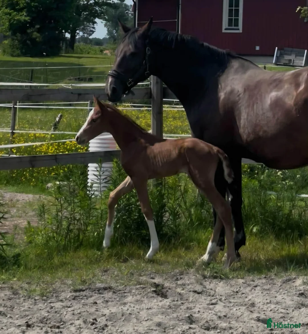 Hoppning hästar till salu: Finaste julklappen! i Hammarö - Annons 1