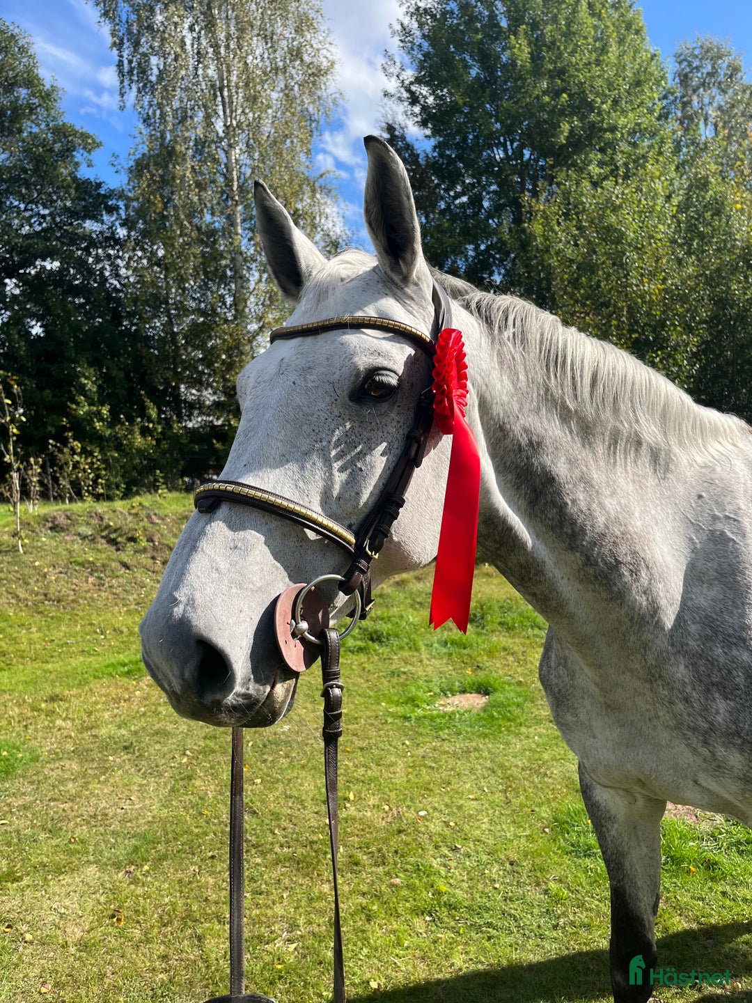 Fälttävlan hästar till salu: Fantastiskt SWB-sto för hopp/fälttävlan i Vetlanda - Annons 4