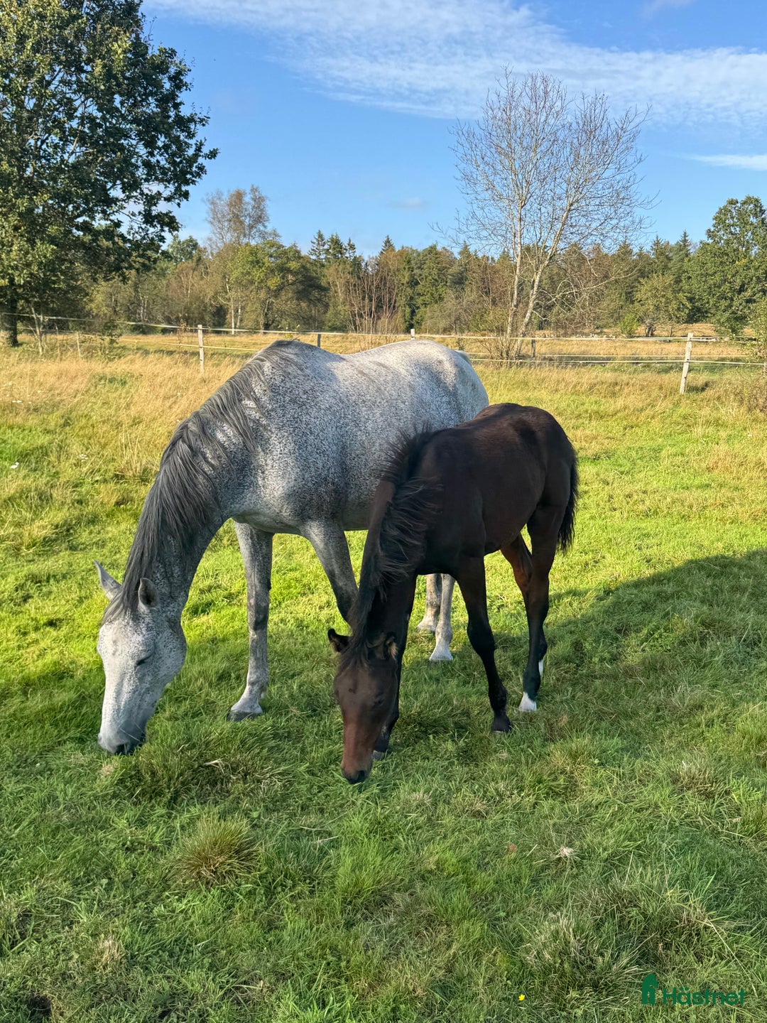 Allround hästar till salu: Min älskade Pärlan 🩷 i Ullared - Annons 4