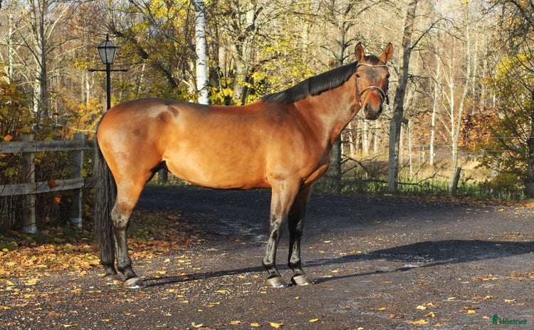  hästar i Åtvidaberg - Annons 6