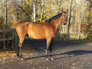 hästar i Åtvidaberg - Annons 1