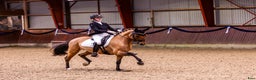 Dressyr hästar till salu: Top FEI pony til salg - Annons 5
