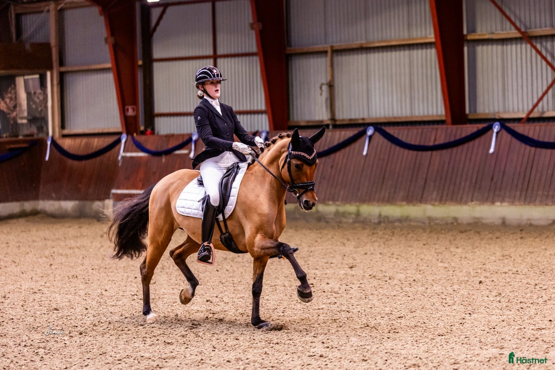 Dressyr hästar till salu: Top FEI pony til salg - Annons 5