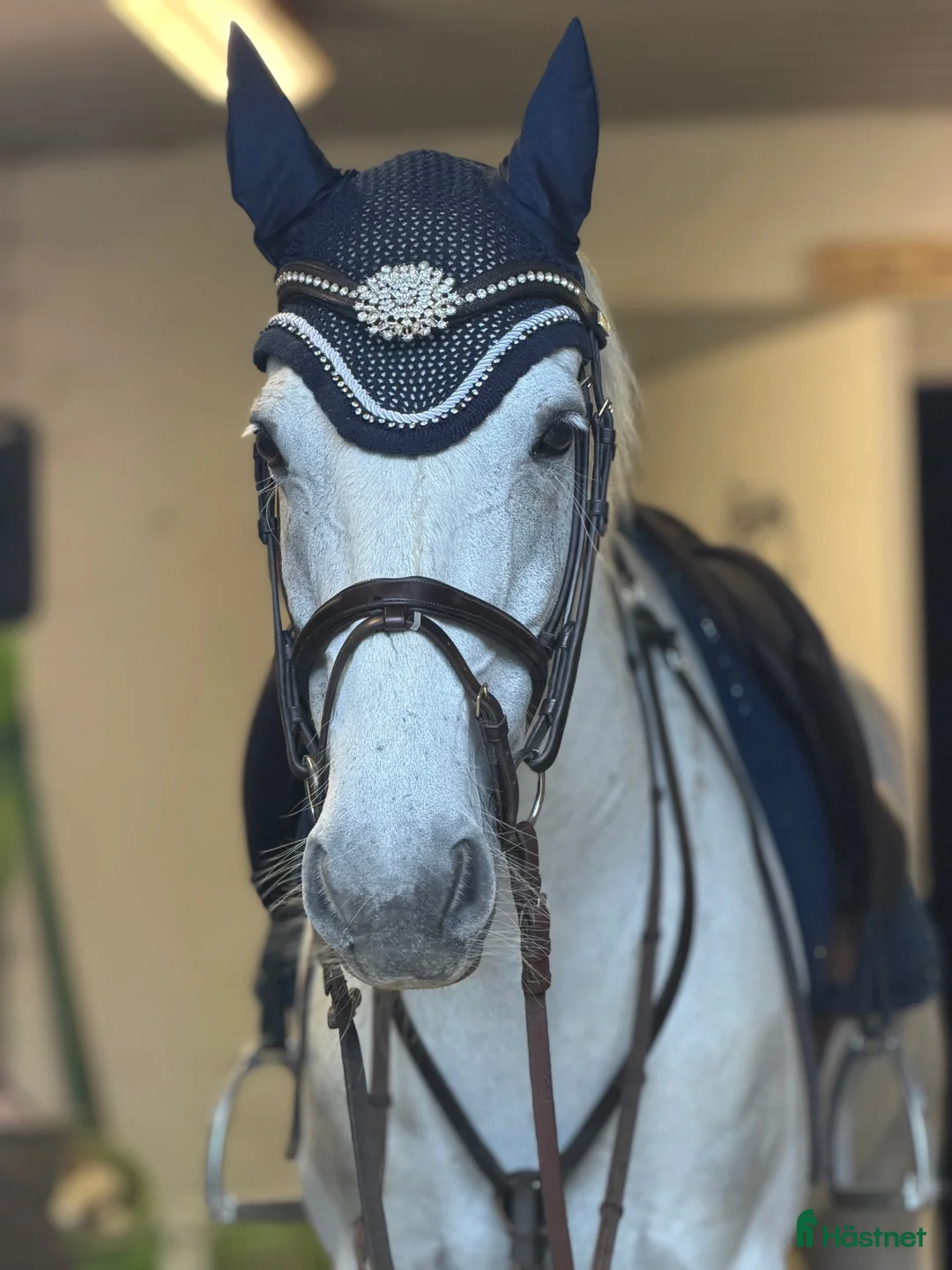 Hoppning hästar till salu: Tävlingsponny - Annons 2