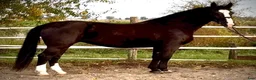 Allround hästar till salu: Hajli–Lovely Silesian Mare|169cm|Dressage&Allround - Annons 14