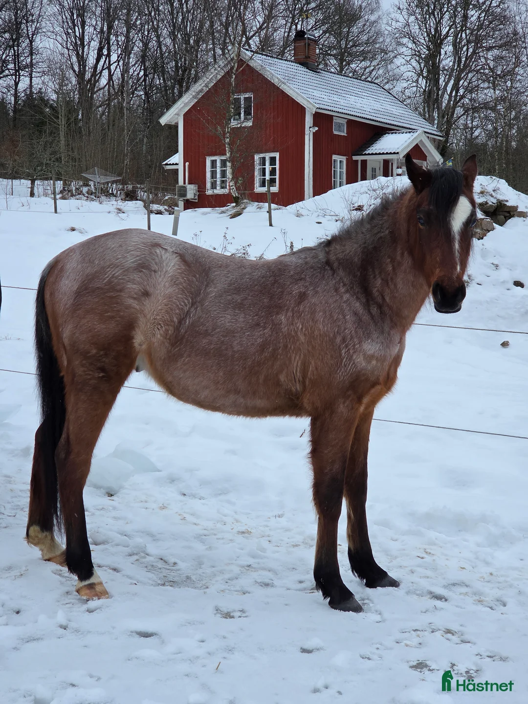 Allround hästar till salu: Welsh partbred - Annons 6