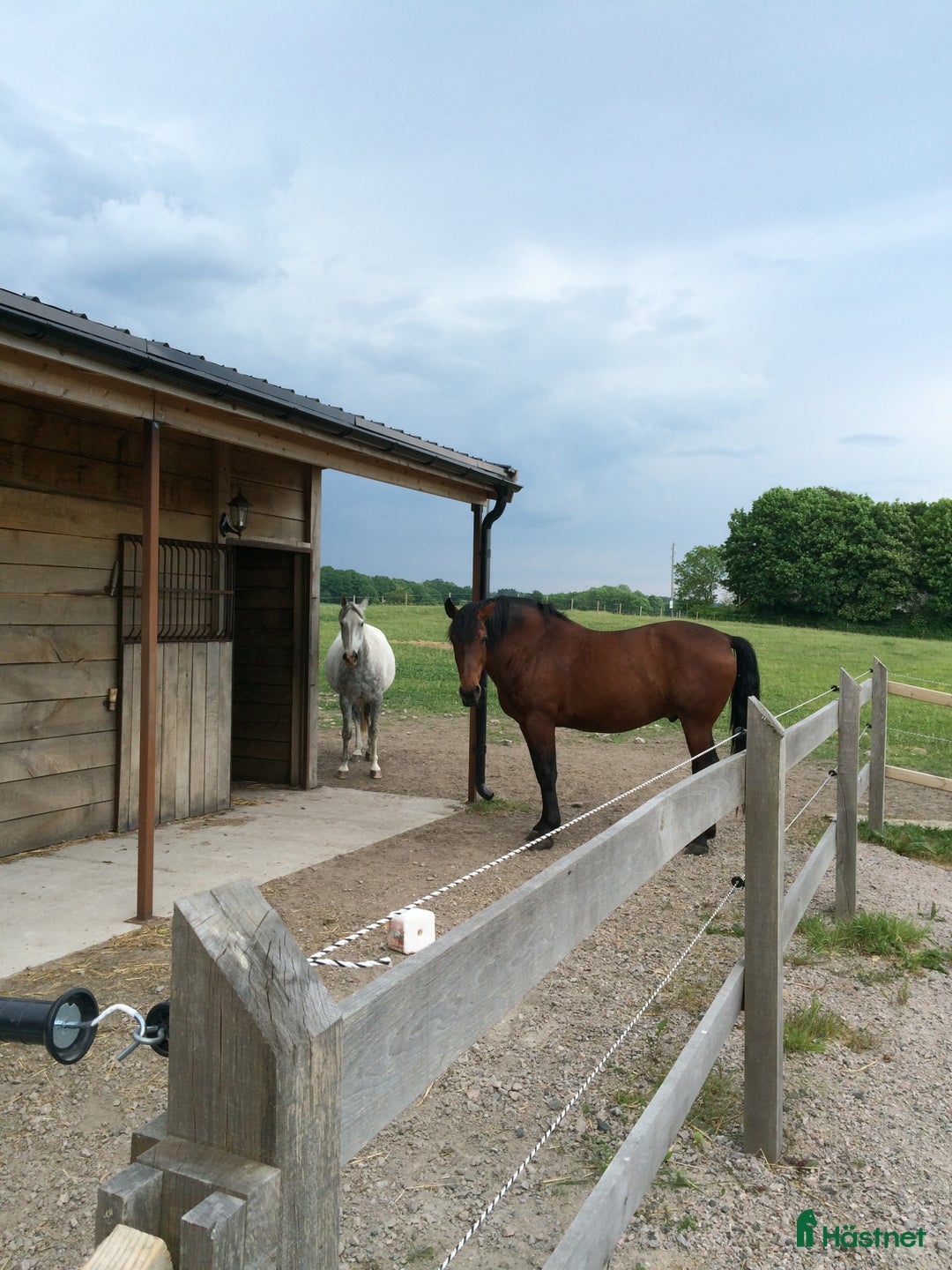 Sällskap hästar till salu: Två trevliga valacker säljes i Degeberga - Annons 5