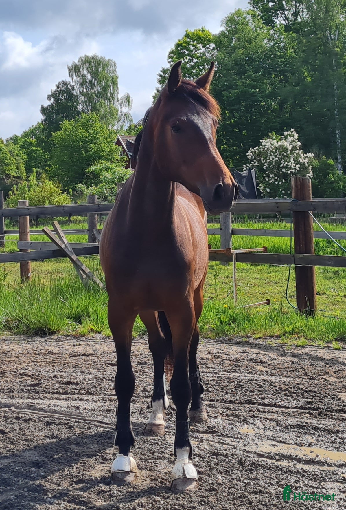  hästar Trevlig valack  - Annons 17