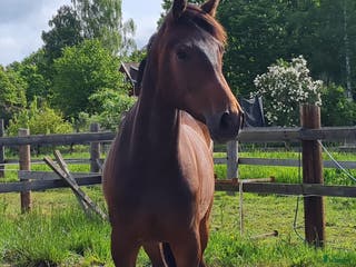 hästar Trevlig valack - Annons 4