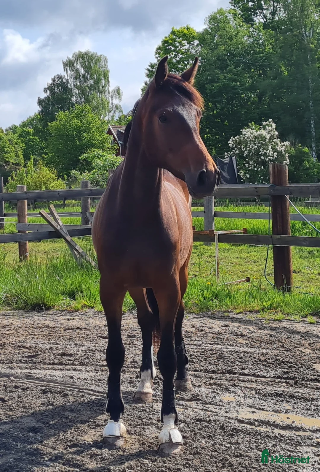 Dressyr hästar till salu: Trevlig valack  - Annons 1