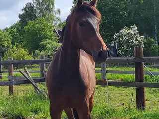 hästar Trevlig valack - Annons 17