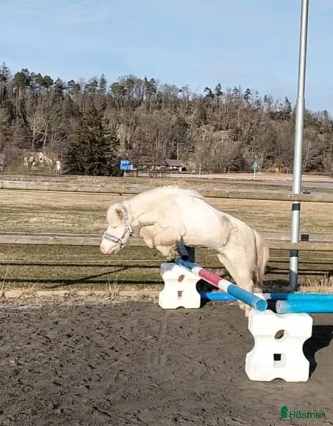 Allround hästar till salu: Världens bästa Mickie i Veddige - Annons 13