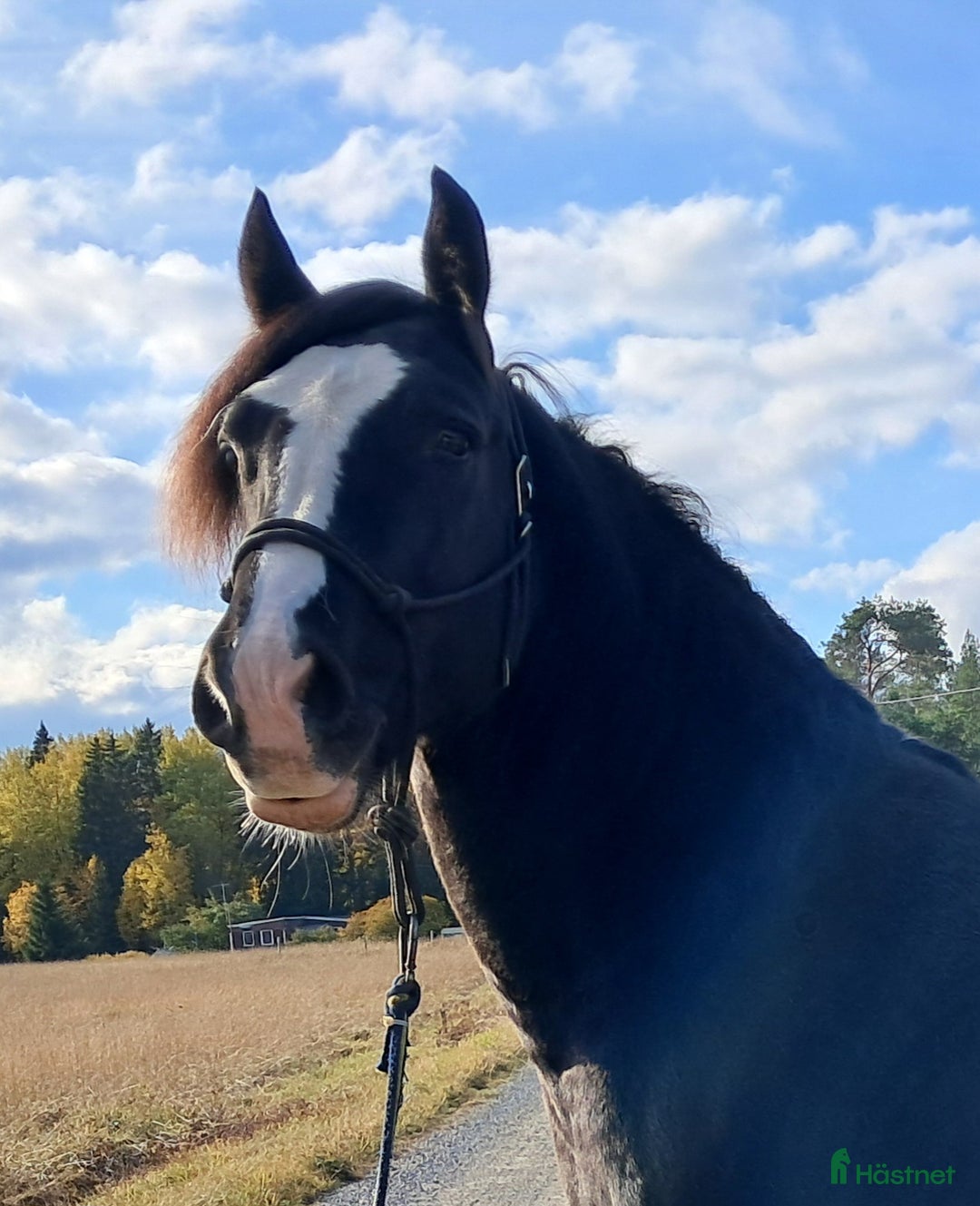 Allround hästar till salu: Fin kallblodsvalack i Sala - Annons 2