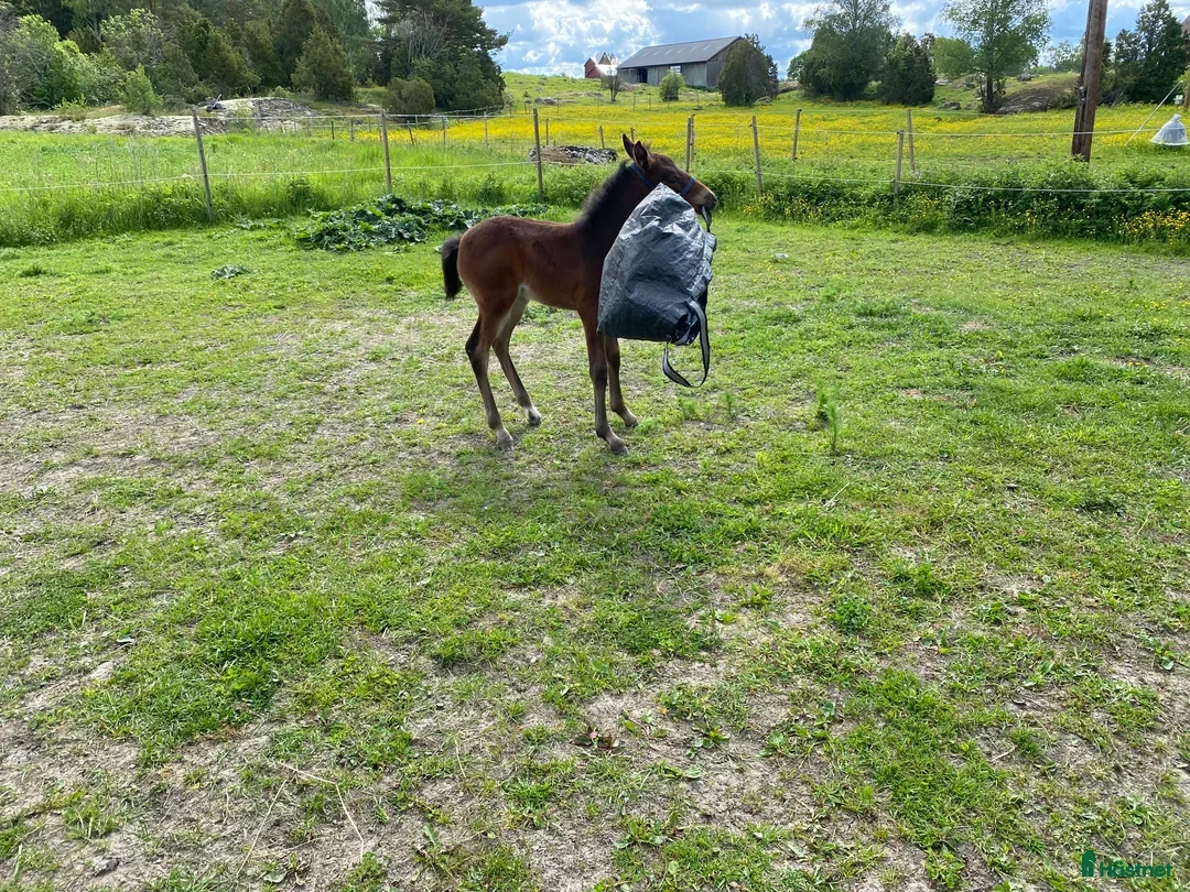 Hoppning hästar till salu: Hingstföl efter Converse All Star, A1 försäkrad i Alunda - Annons 6