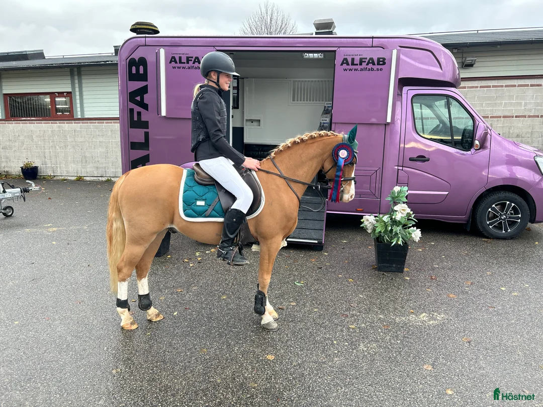 Allround hästar till salu: Topp ponny för de högsta klasserna i Sunne - Annons 3