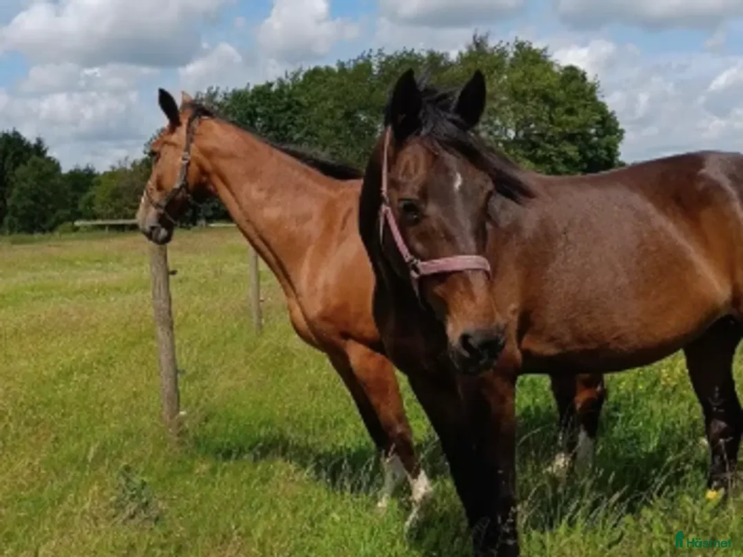 Hoppning hästar till salu: Hoppe efter Ukato/Lupicor - Annons 2