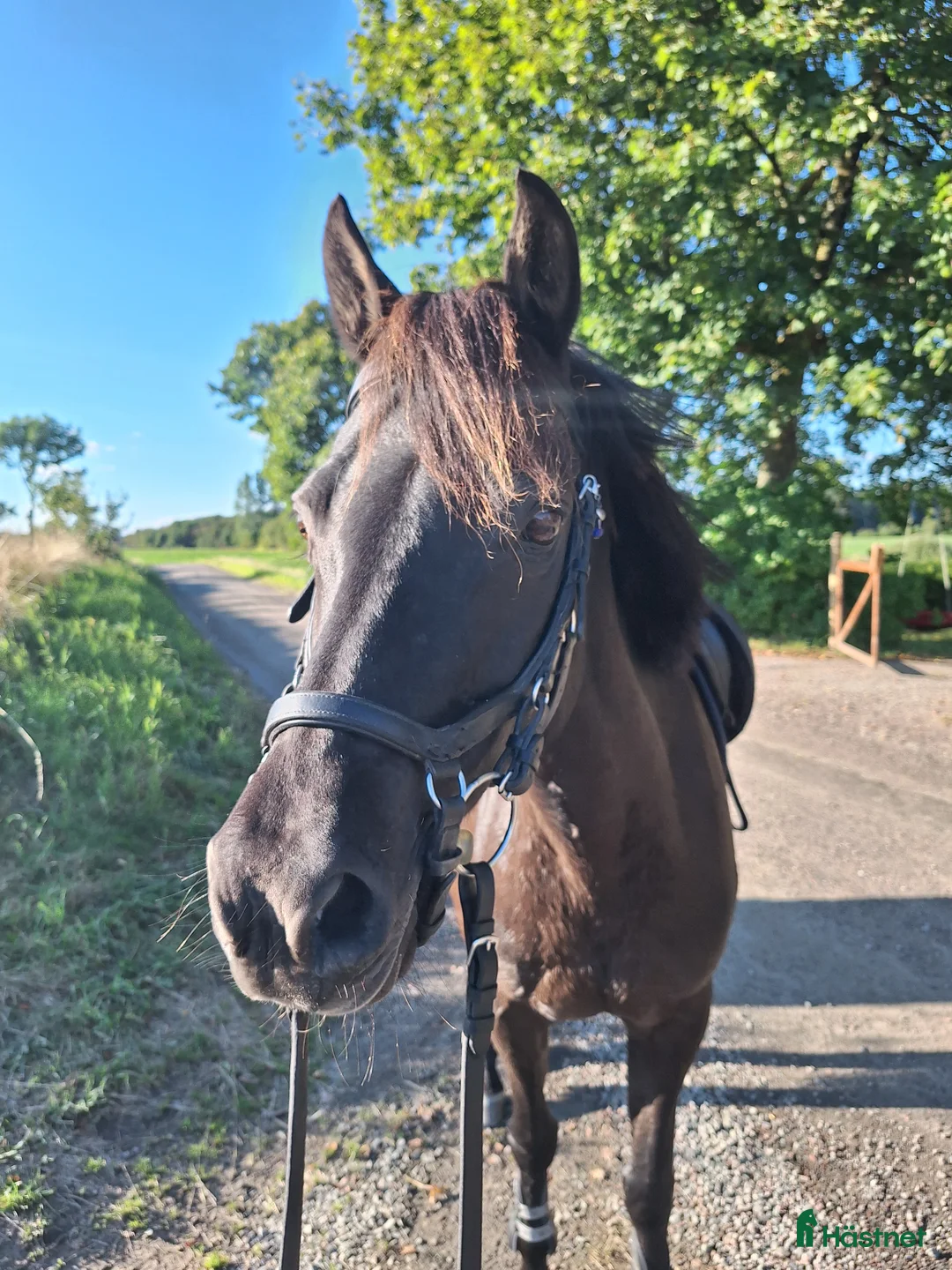 Allround hästar till salu: Drömponny - Annons 2