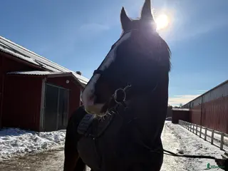 hästar Ståtlig herre med hjärtat på rätt ställe - Annons 2