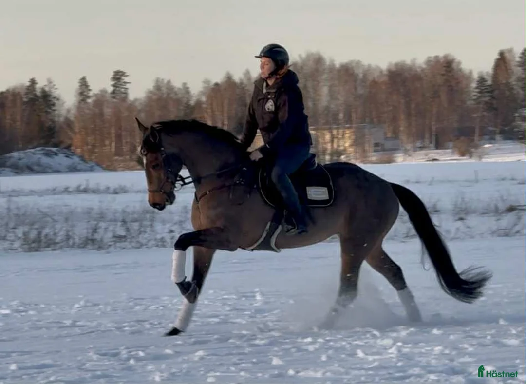 Allround hästar till salu: Fin allroundhäst  i Sala - Annons 6