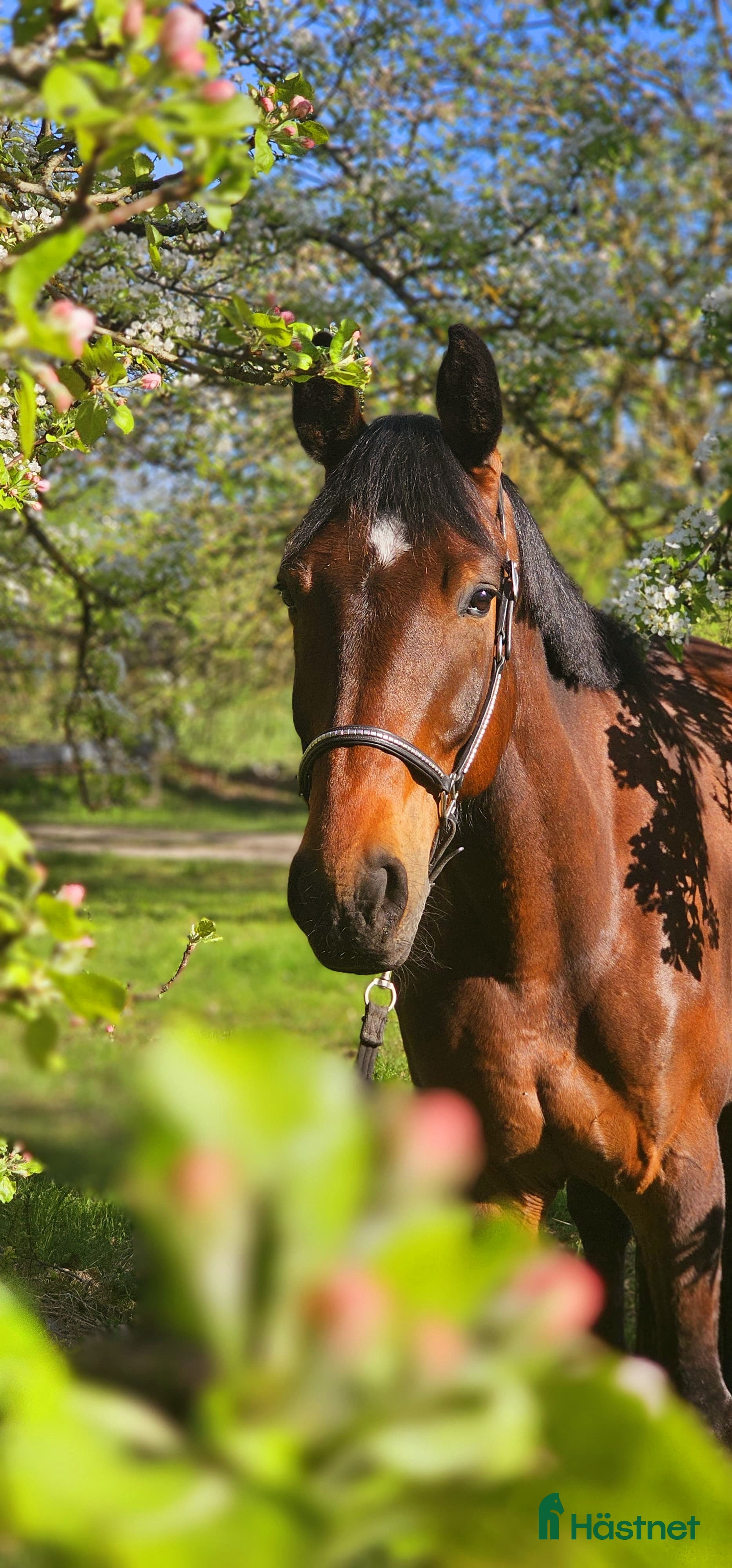  hästar Lovely gelding i Stockholm - Annons 14