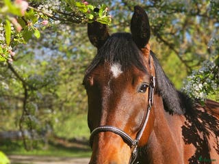hästar Lovely gelding i Stockholm - Annons 14