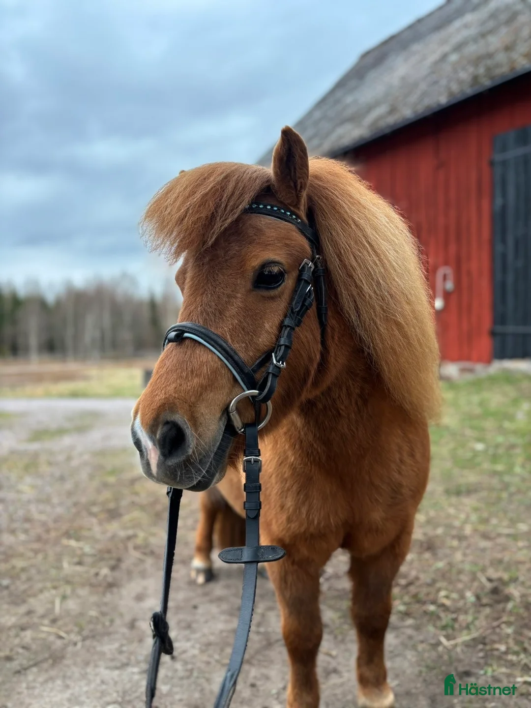 Träns hästutrustning till salu: Shettis träns  - Annons 2