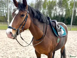 hästar Supertrevlig D-ponny valack född 2021. - Annons 12