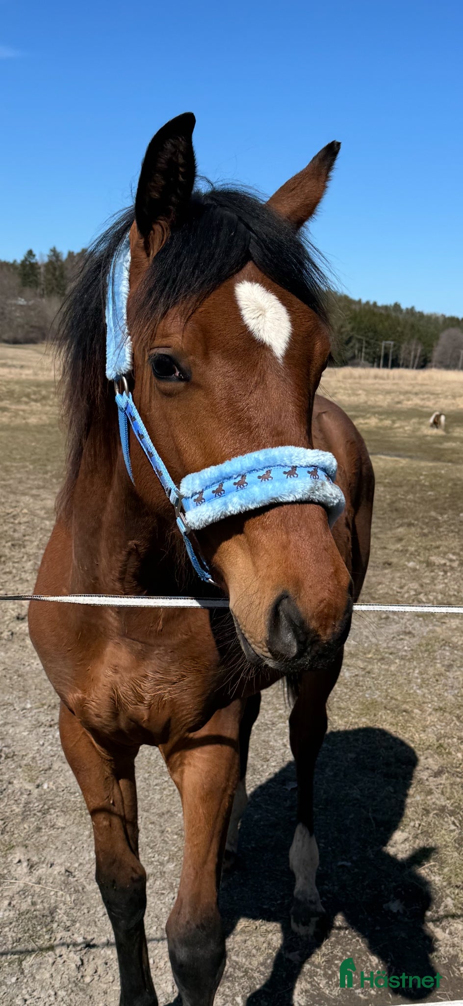  hästar Swb åring e.Cornettino Ask  - Annons 3