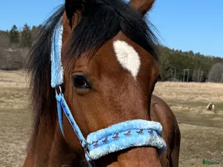 hästar Swb åring e.Cornettino Ask - Annons 3