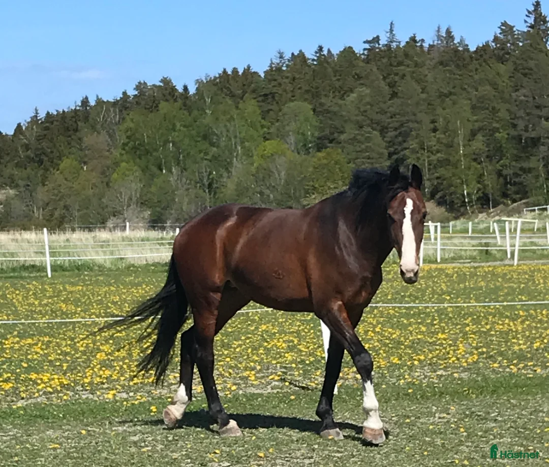 Dressyr hästar till salu: Vackert sto söker ett tryggt och långsiktigt hem i Tyresö - Annons 2