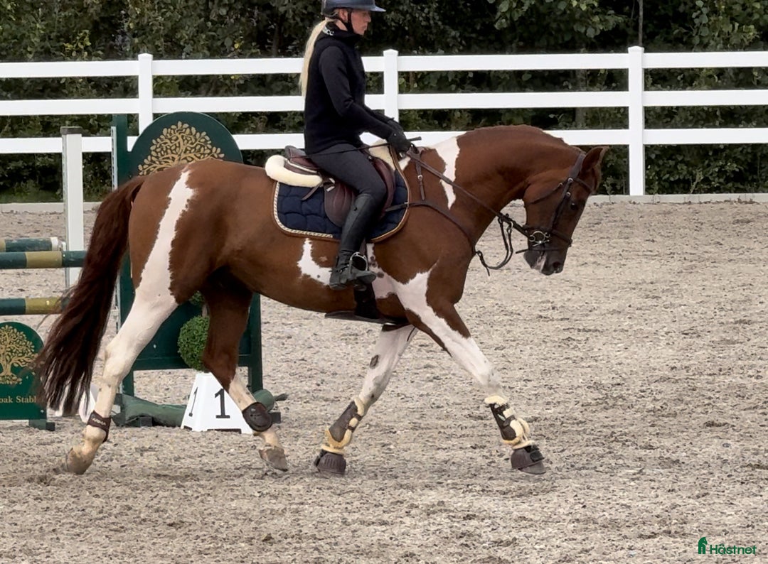 Allround hästar till salu: Unik 7 år valack tävlad 130 felfritt i Finspång - Annons 7