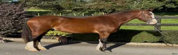 Allround hästar till salu: Stunning Welsh cob - Annons 3