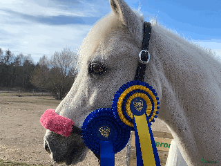 hästar Snäll valack i Lysekil - Annons 11
