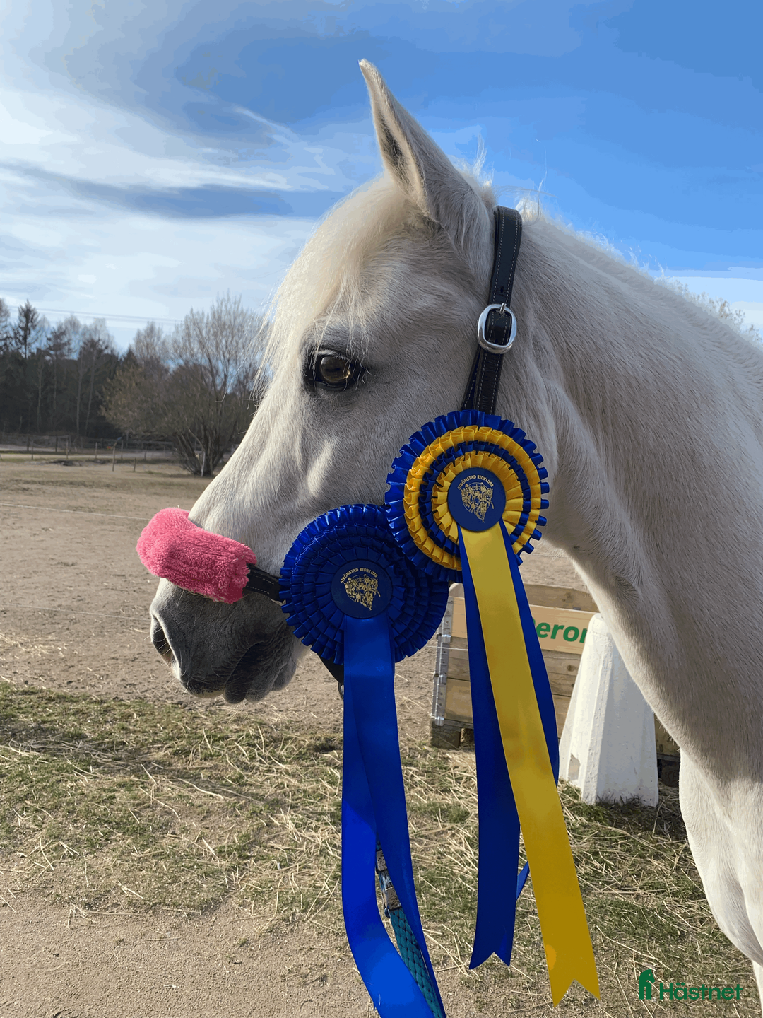 Allround hästar till salu: Snäll valack i Lysekil - Annons 1